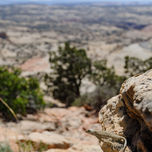 Lizard at Grand Staircase Escalante-National Monument