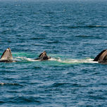 座头鲸集体进食